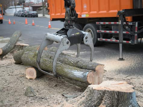 Stump Grinding